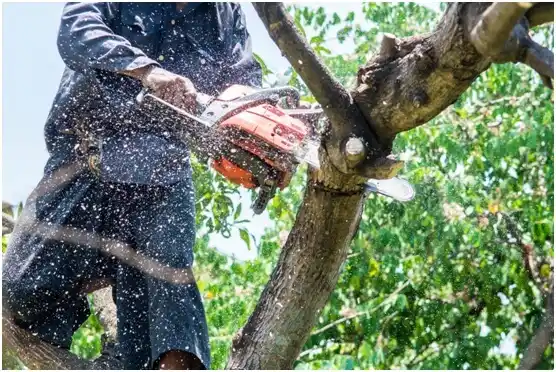 tree services Mountville